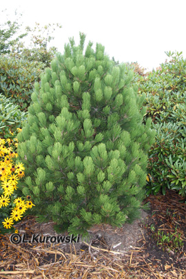 Pinus heldreichii ‘Compact Gem’(P. leucodermis ‘Compact Gem’) 