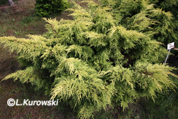Juniperus media 'Saybrook Gold'