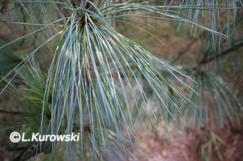 Pinus wallichiana 'Zebrina' 
