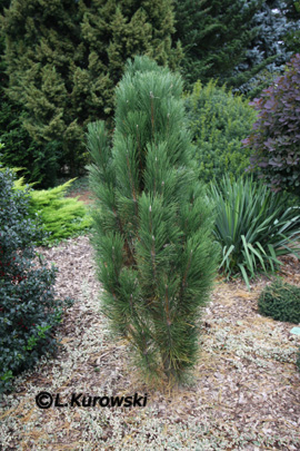 Pinus nigra 'Scholz'