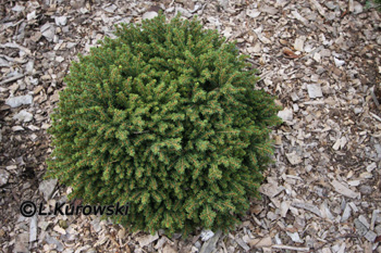 Spruce, 'Little Gem' Norway spruce