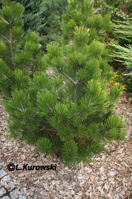 Pinus heldreichii 'Mecky' (Pinus leucodermis 'Mecky')