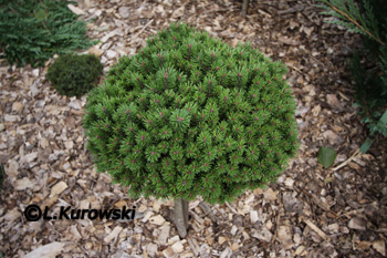 Pinus mugo 'Kostelnicek'