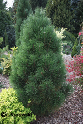 Pinus nigra 'Caprice'