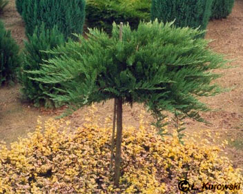 Juniper, 'Tamariscifolia' Savin juniper