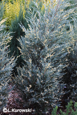 Juniperus scopulorum 'Moonglow Variegated'