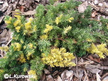 Juniperus conferta 'Golden Wings'