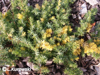 Juniperus conferta 'Golden Wings'