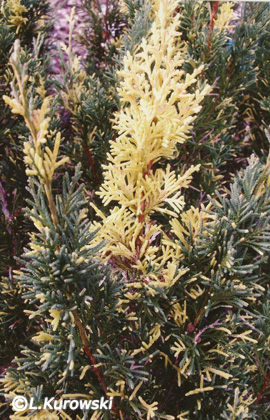 Juniperus chinensis 'Plumosa Aureovariegata'