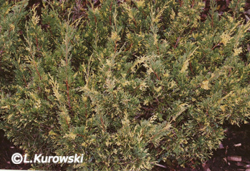 Juniperus chinensis 'Plumosa Aureovariegata'