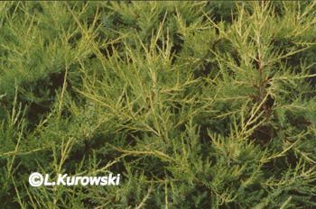 Juniper, 'Kuriwao Gold' Chinese juniper