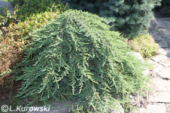 Juniper, 'Green Carpet' Common juniper