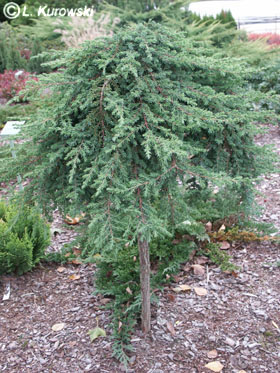 Juniper, 'Green Carpet' Common juniper