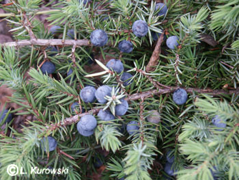 Juniperus conferta 'Blue Pacific'