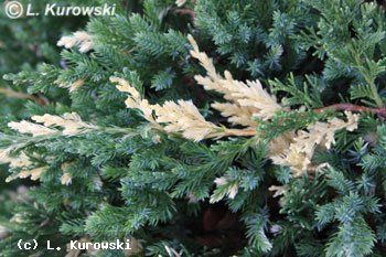 (Juniperus davurica ‘Expansa Variegata’ – -Можжевельник Китайский ‘Expansa Variegata’