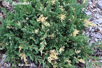 Juniperus chinensis 'Expansa Variegata' (J. davurica)