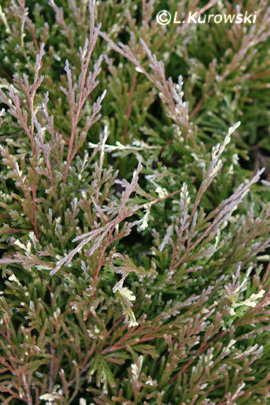 Juniperus horizontalis 'Andorra Variegata'