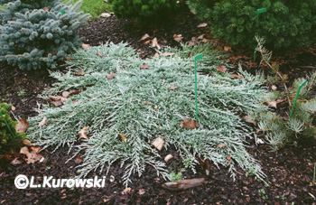 Juniperus horizontalis 'Icee Blue' ('Monber') ® 