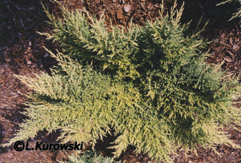 Juniperus media 'Gold Star'