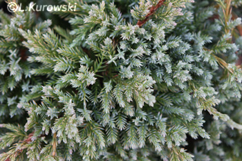 Juniperus squamata 'Gold Tip'