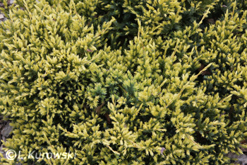 Juniperus squamata 'Dream Joy'