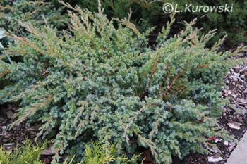 Juniperus squamata 'Hunetorp' ('Blue Swede')
