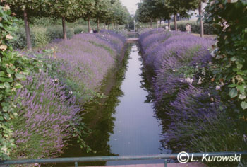 Lavender, 'Dwarf Blue' English lavender