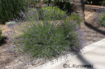 Lavender, 'Munstead' English lavender