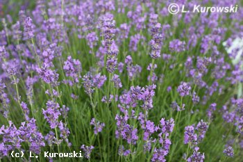 Lavender, 'Dwarf Blue' English lavender