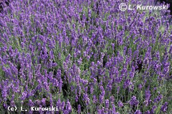 Lavender, 'Hidcote' English lavender