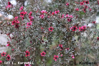 Leptospermum scoparium 'Crimson Glory'