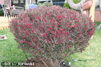 Leptospermum scoparium 'Kiwi'