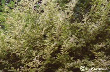 Ligustrum ovalifolium 'Aureum'