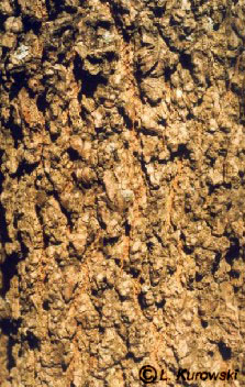 Ликвидамбар стираксовый (амбровое дерево
