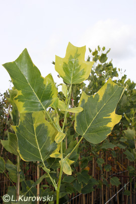 Лилиодендрон (тюльпанное дерево) 'Aureomarginata'
