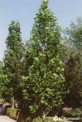 Tulpenbaum, Amerikanischer Tulpenbaum 'Fastigiata'