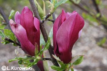 Magnolia purpurowa 'Nigra'