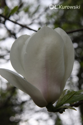 Magnolia, 'Alba Superba' Chinese magnolia