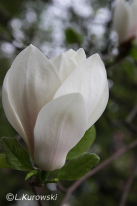 Magnolia Soulangea 'Alba Superba'