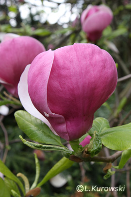 Magnolia, 'Lennei' Chinese magnolia