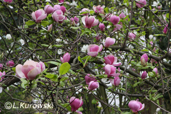 Magnolia, 'Lennei' Chinese magnolia