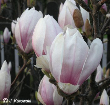Magnolia, 'Speciosa' Chinese magnolia