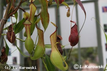 Nepenthes 'Director.G.T.Moore'