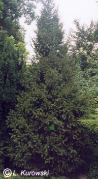 Picea abies 'Cupressina'