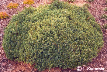 Spruce, 'Echiniformis' White spruce