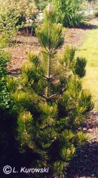 Pinus heldreichii 'Satelit' (Pinus leucodermis 'Satelit')