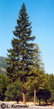 Pine, Ponderosa pine