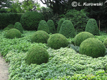Pachysandra, 'Green Carpet' Japanese pachysandra