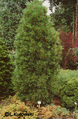 Pinus cembra 'Stricta'