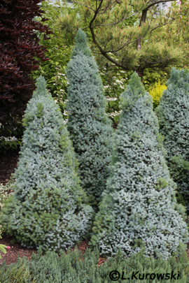 Spruce, 'Sanders Blue' White spruce